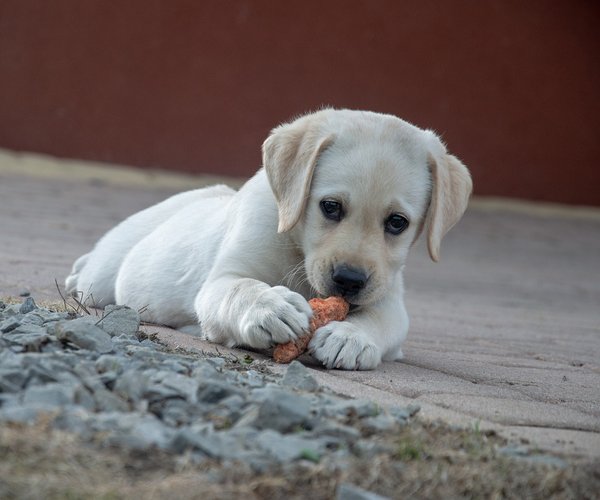 Dürfen Hunde Spargel essen? Darauf solltest du achten