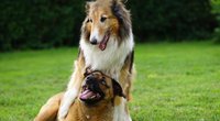 Fellnasen mit Spieltrieb: Die 8 verspieltesten Hunderassen