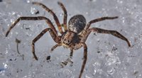 Was fressen Spinnen und sind sie gefährlich?