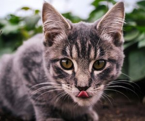 Dürfen Katzen Erbsen essen? Das musst du wissen