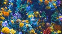 Was sind Korallen? Für Kinder einfach erklärt