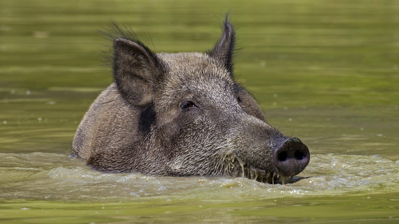 Ein Wildschwein im Wasser.