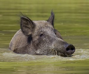 Können Schweine schwimmen? Vielleicht sogar gut?