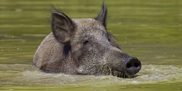 Können Schweine schwimmen? Vielleicht sogar gut?