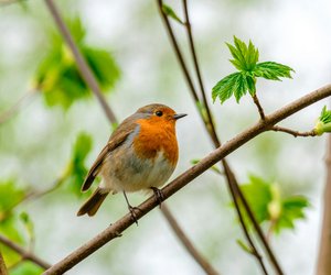 Brutzeit von Rotkehlchen: Wann und wo baut die Vogelart ihre Nester?