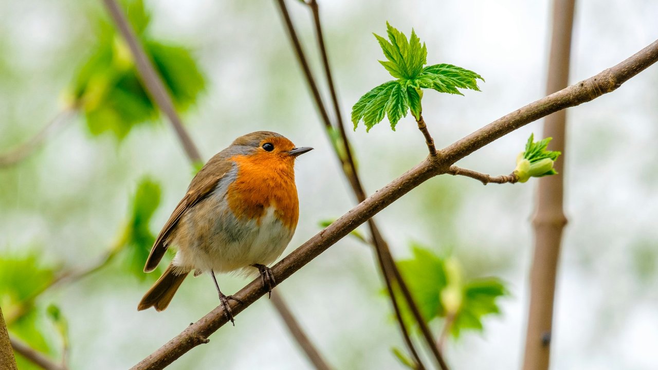 Das Rotkehlchen ist dank seines roten Halses leicht von anderen Singvögeln zu unterscheiden.
