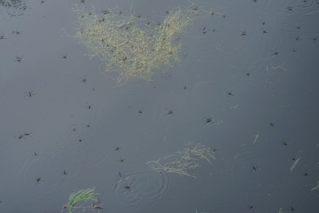 viele Wasserläufer auf dunklem Gewässer