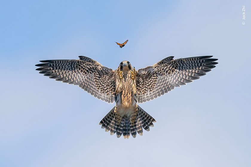 Jack Zhi enjoys watching a young falcon practising its hunting skills on a butterfly, above its sea-cliff nest. 