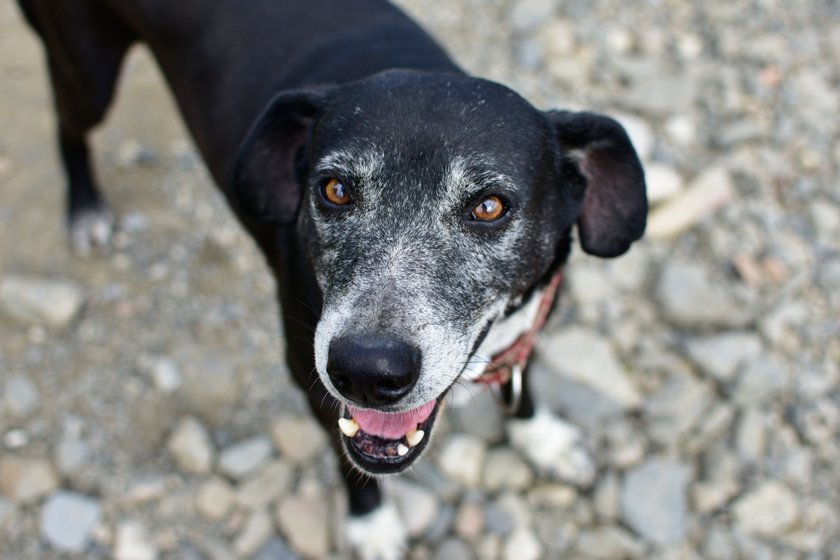 Japanischer Terrier 