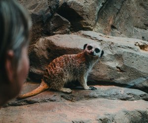 Erdmännchen als Haustier: Ist das erlaubt und tiergerecht?