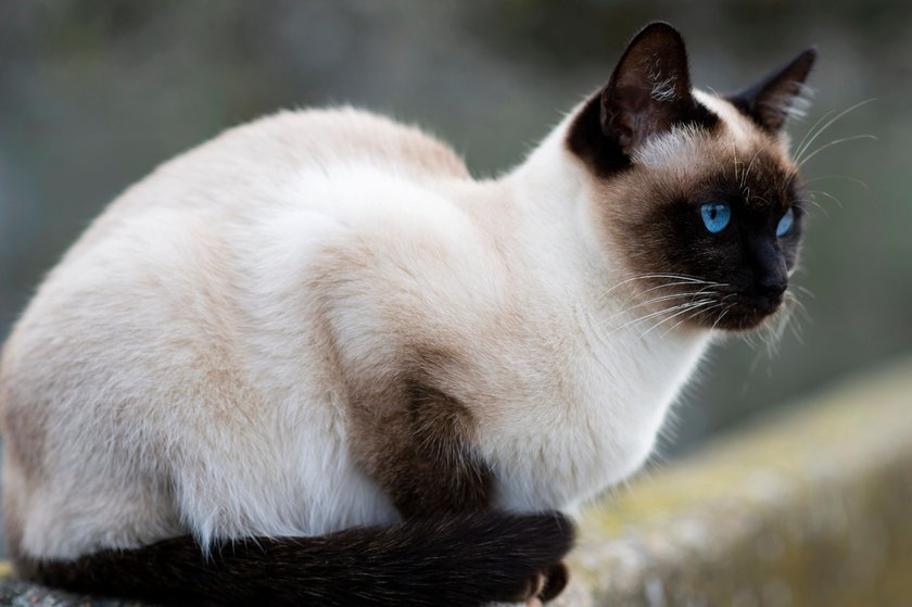 Siamkatze mit blauen Augen