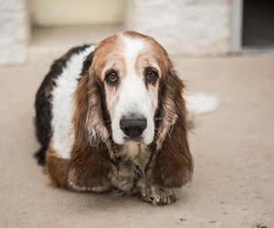 Hunde mit Schlappohren: Die 10 niedlichsten Rassen 