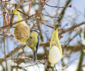 Meisenknödel selber machen: Eine Freude für Vögel und Kinder