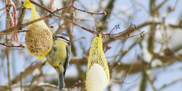 Meisenknödel selber machen: Eine Freude für Vögel und Kinder