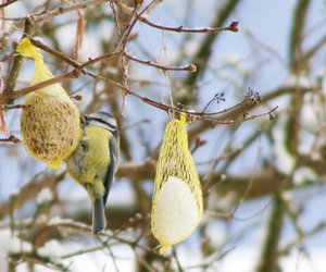 Meisenknödel selber machen: Eine Freude für Vögel und Kinder