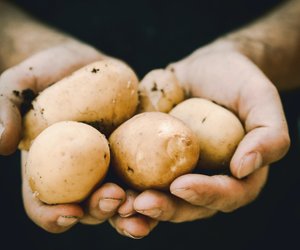 Kann man keimende Kartoffeln noch essen oder sind sie giftig?