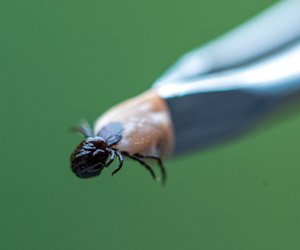 Dieses simple Gadget vereinfacht die Zeckensuche nach dem Gassi