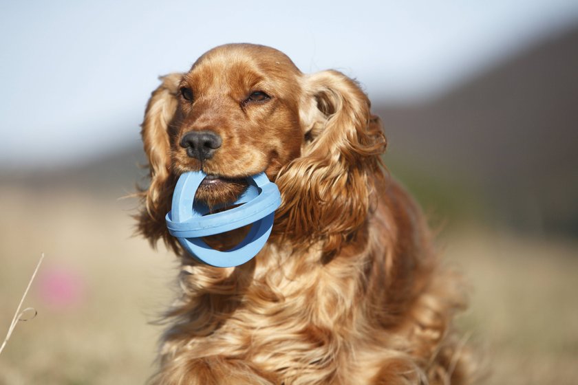 English Cocker Spaniel