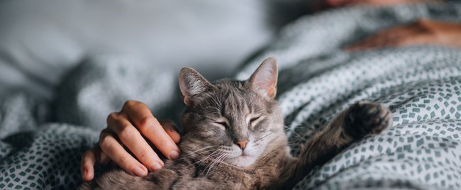 Kuschelalarm: Diese Katzen lieben es, mit euch zu schmusen