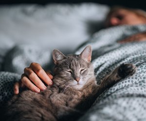 Extrem verschmust: Diese Katzen kuscheln gerne mit euch