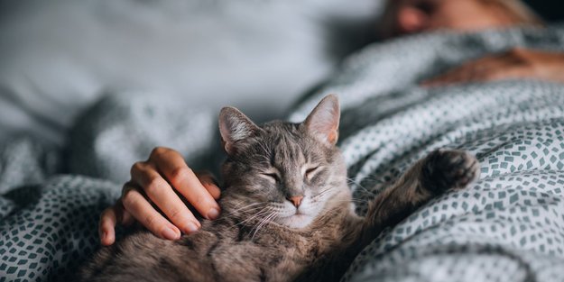 Kuschelalarm: Diese Katzen lieben es, mit euch zu schmusen