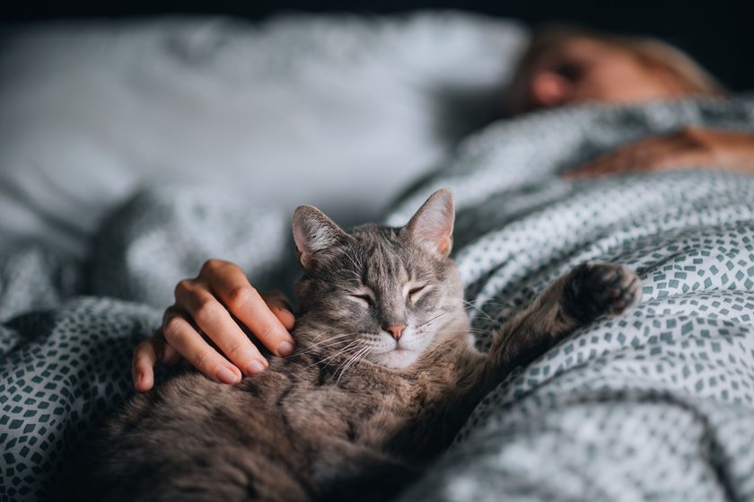 Katzen, die gerne schmusen