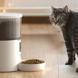 Futterautomat für Katzen am Prime Day für unter 40 Euro