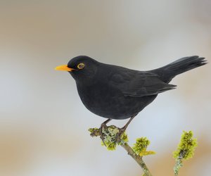 Fressen Amseln Sonnenblumenkerne? Das ist zu beachten