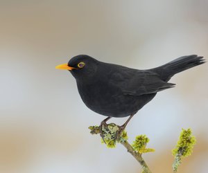 5 Fakten über Amseln, die dich garantiert Staunen lassen