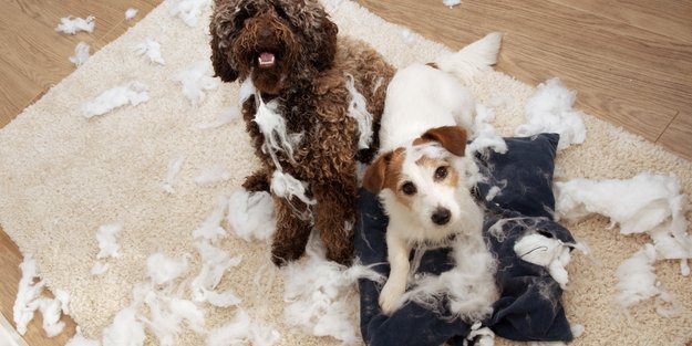 Haftpflichtversicherung für den Hund: So seid ihr gut und günstig abgesichert