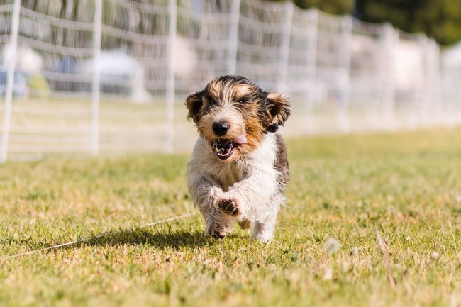 Der Petit Basset Griffon Vendéen braucht geistige und körperliche Aktivität.