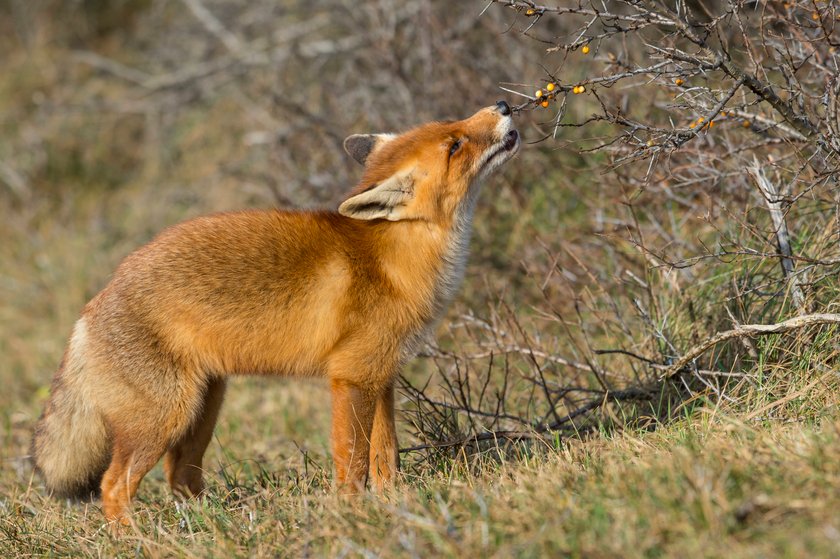 Rotfuchs frisst Sanddorn Beeren von Strauch