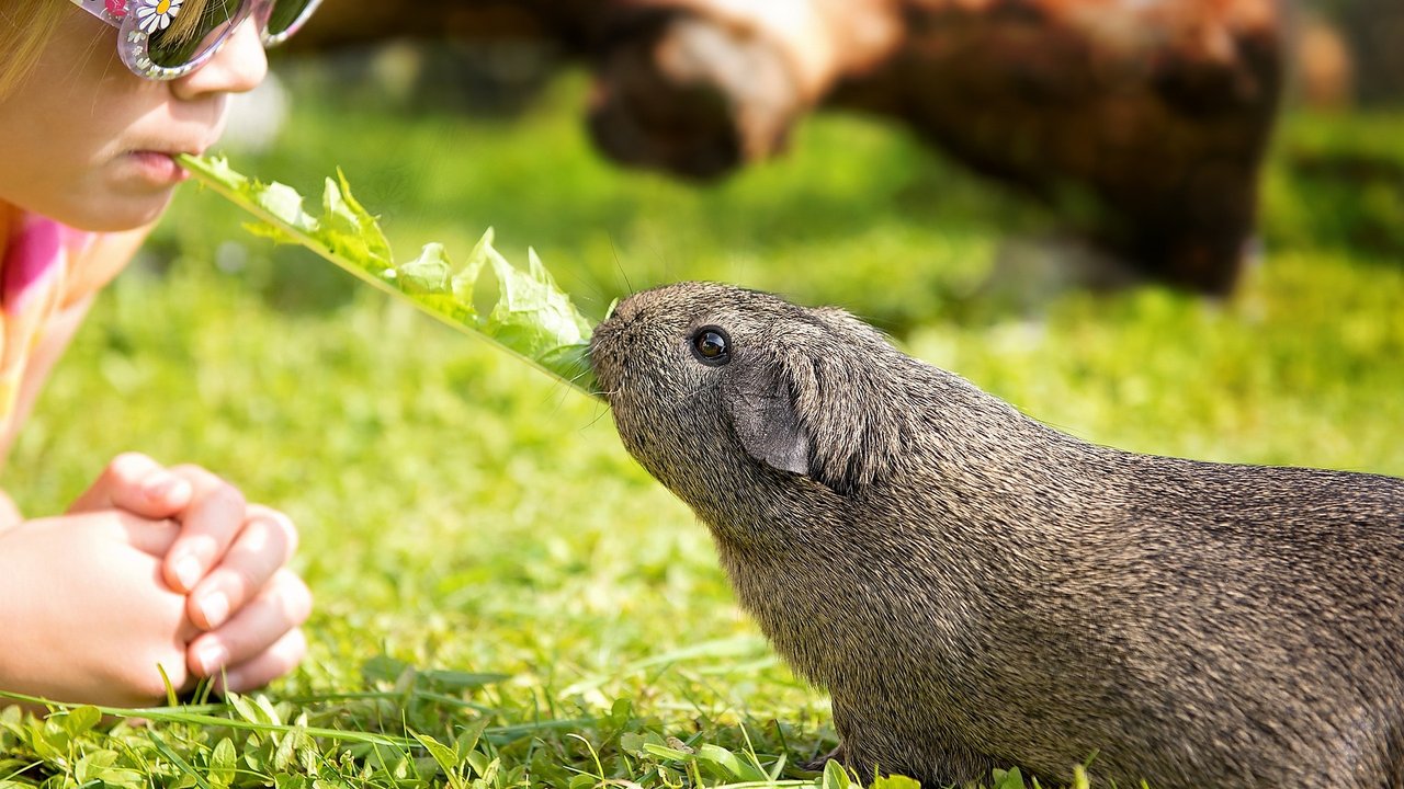 Meerschweinchen lieben es, an Löwenzahn zu knabbern.