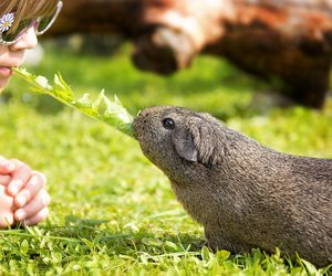 Dürfen Meerschweinchen Löwenzahn gefahrlos knabbern?