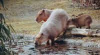 Capybara als Haustier halten? Das gibt es zu beachten
