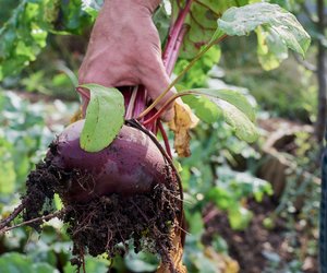 Rohen Kohlrabi essen: Ist er verträglich?
