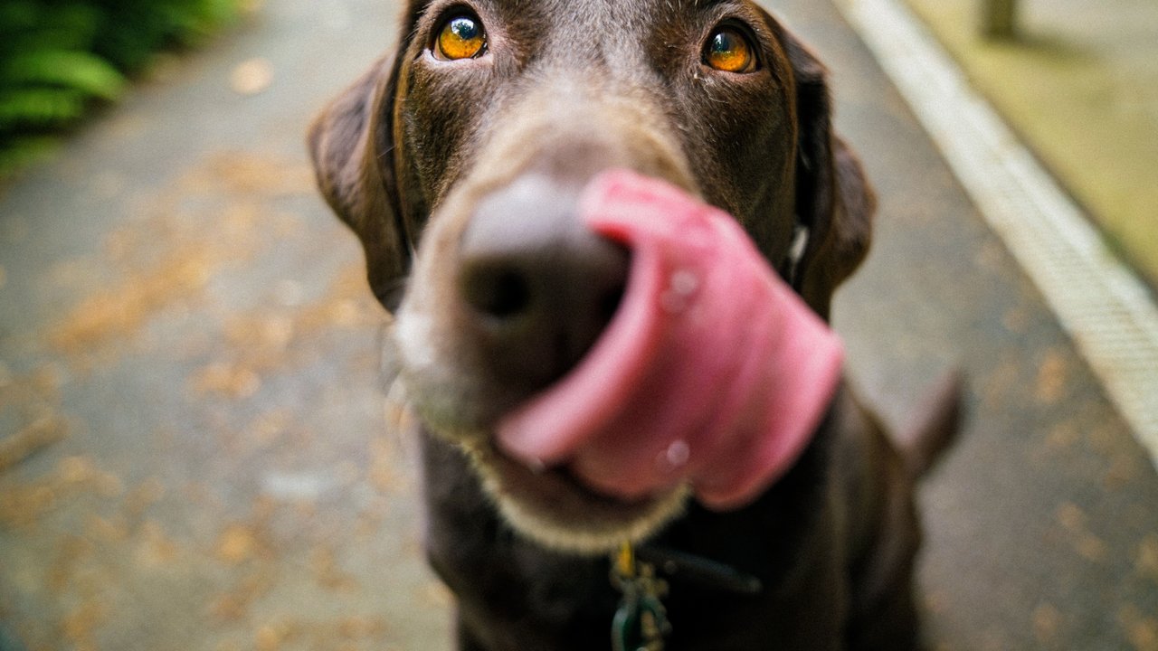 Dürfen Hunde Honigmelone essen?