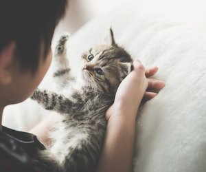 Katzenbabys: 6 Wichtige Tipps für den Einzug eurer Samtpfote
