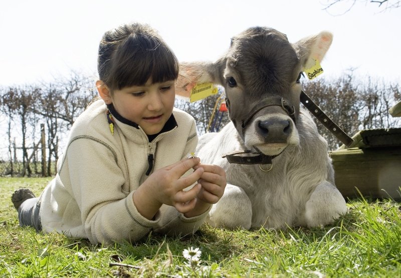 Kind mit Kuh auf dem Hofgut Schleinsee