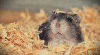 Dürfen Hamster Paprika essen? Diese Regeln gelten