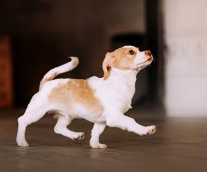 Selbstbewusste Hunde: Die Persönlichkeit dieser Rassen ist extrem stolz