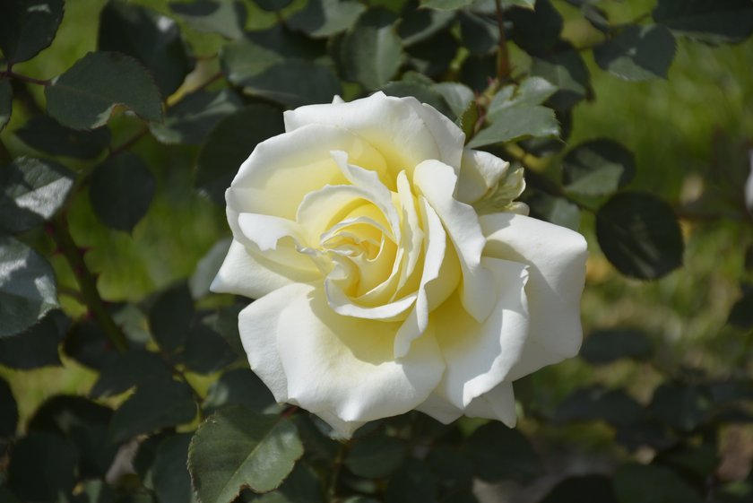 Blumen und ihre Bedeutung: weiße Rose