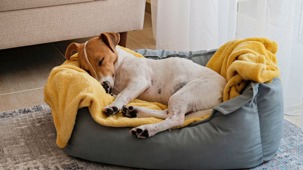 Jack Russel schläft in seinem Hundebett