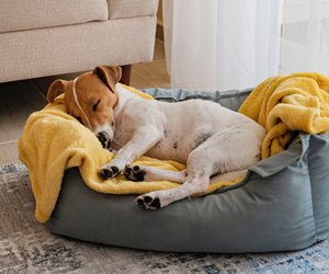 Hundebett-Test: In diesen 5 schläft eure Fellnase wie ein Baby
