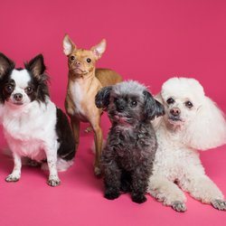 Tier-DIYS für wenig Geld: Diese 9 praktischen IKEA-Hacks für Hunde sind echt günstig