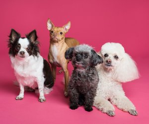 Coole IKEA-Hacks für Hunde: Mit diesen 9 Ideen begeisterst du deinen Vierbeiner