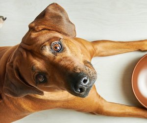 Dürfen Hunde Zwiebeln essen? Das ist die Frage