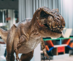 Dinosaurier Federn: Hatten die Giganten ein Federkleid?