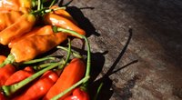 Peperoni einfrieren: So behalten die Schoten ihre Schärfe