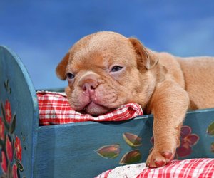 Zeige dein Wissen über französische Bulldoggen im Quiz